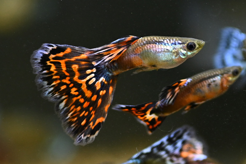 モザイクグッピー2