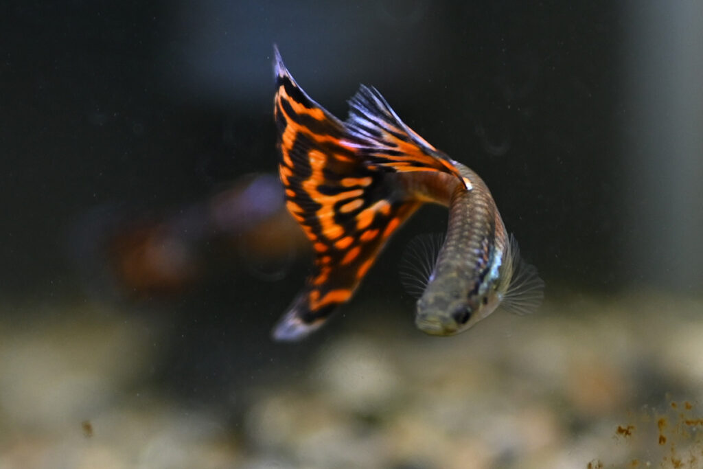 モザイクグッピー1